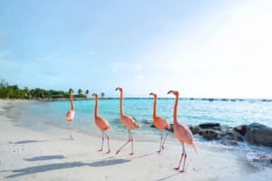 Aruba
