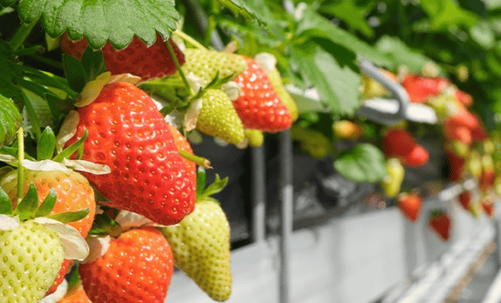 Plant-to-Plate Luncheon